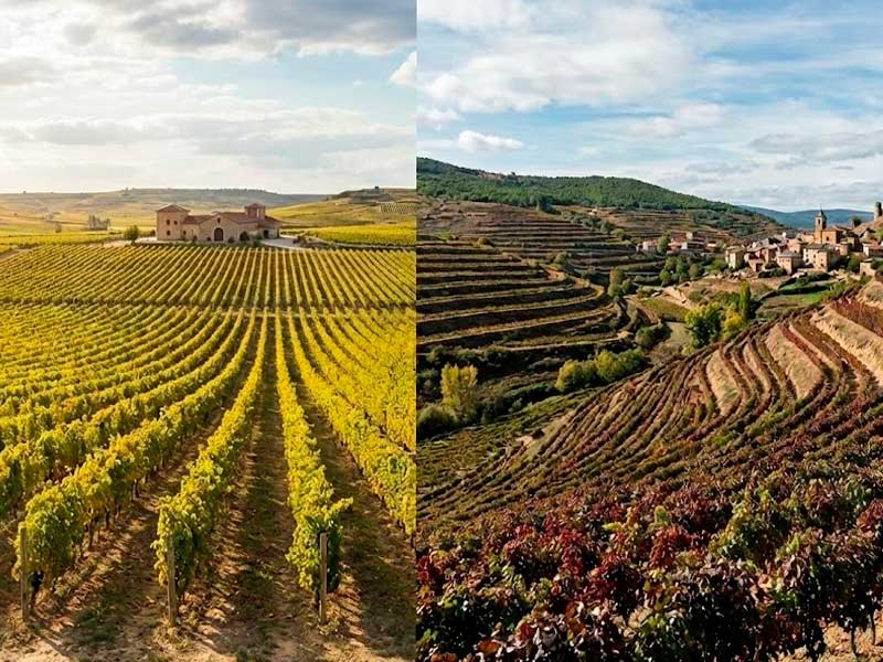 Paisaje de viñedos en Castilla y León, tierra de vinos blancos Verdejo y tintos Mencía con carácter.