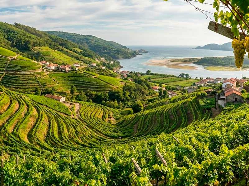 Viñedos verdes en Galicia para la producción de vino blanco Albariño y Godello.